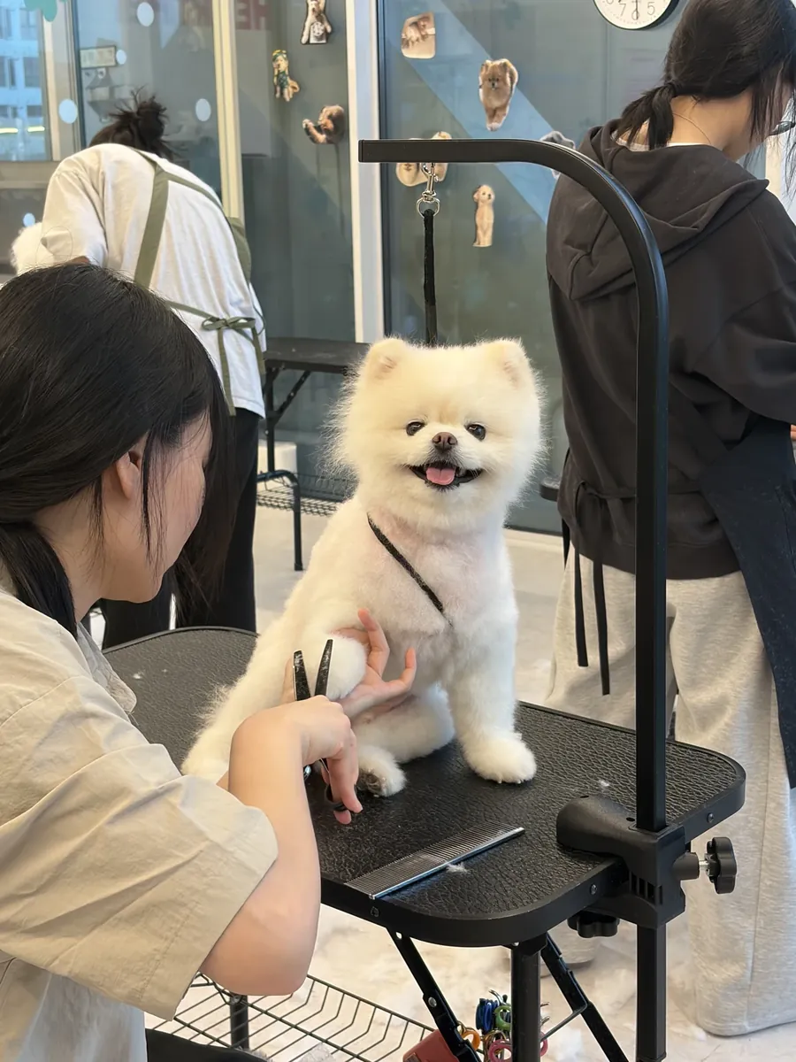 반려견을 직접 미용하는 실습 장면